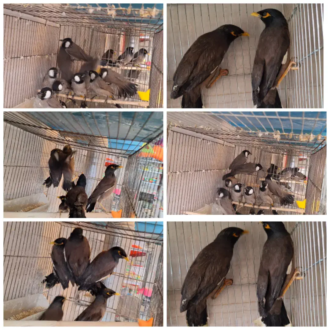 مرغ عشق فنچ عروس قناری فنچ نرگس جاوا گرینچیک|پرنده|اردبیل, |دیوار