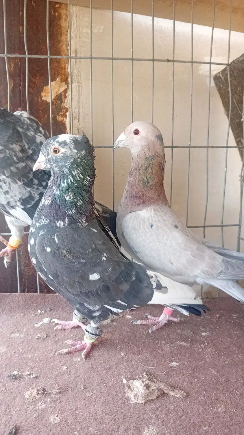 دوتا سار کاکولی نر و یک مامی کرمانی نر|پرنده|مشهد, فریزی|دیوار