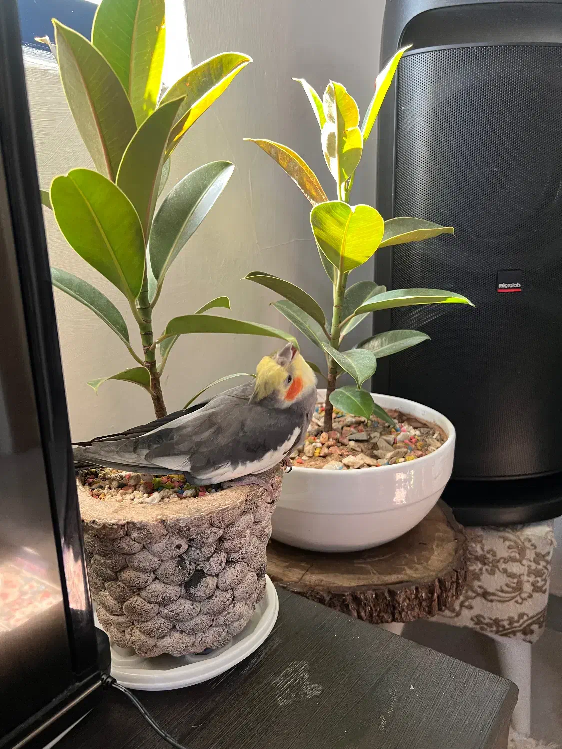 گمشده|حیوانات|رشت, سلیمانداراب|دیوار