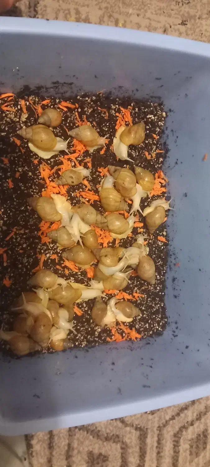 حلزون  اچانتینا و البینو|خزنده|کرج, باغستان|دیوار