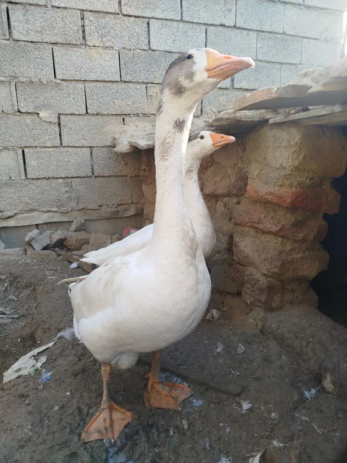 غاز|حیوانات مزرعه|گمیشان, |دیوار