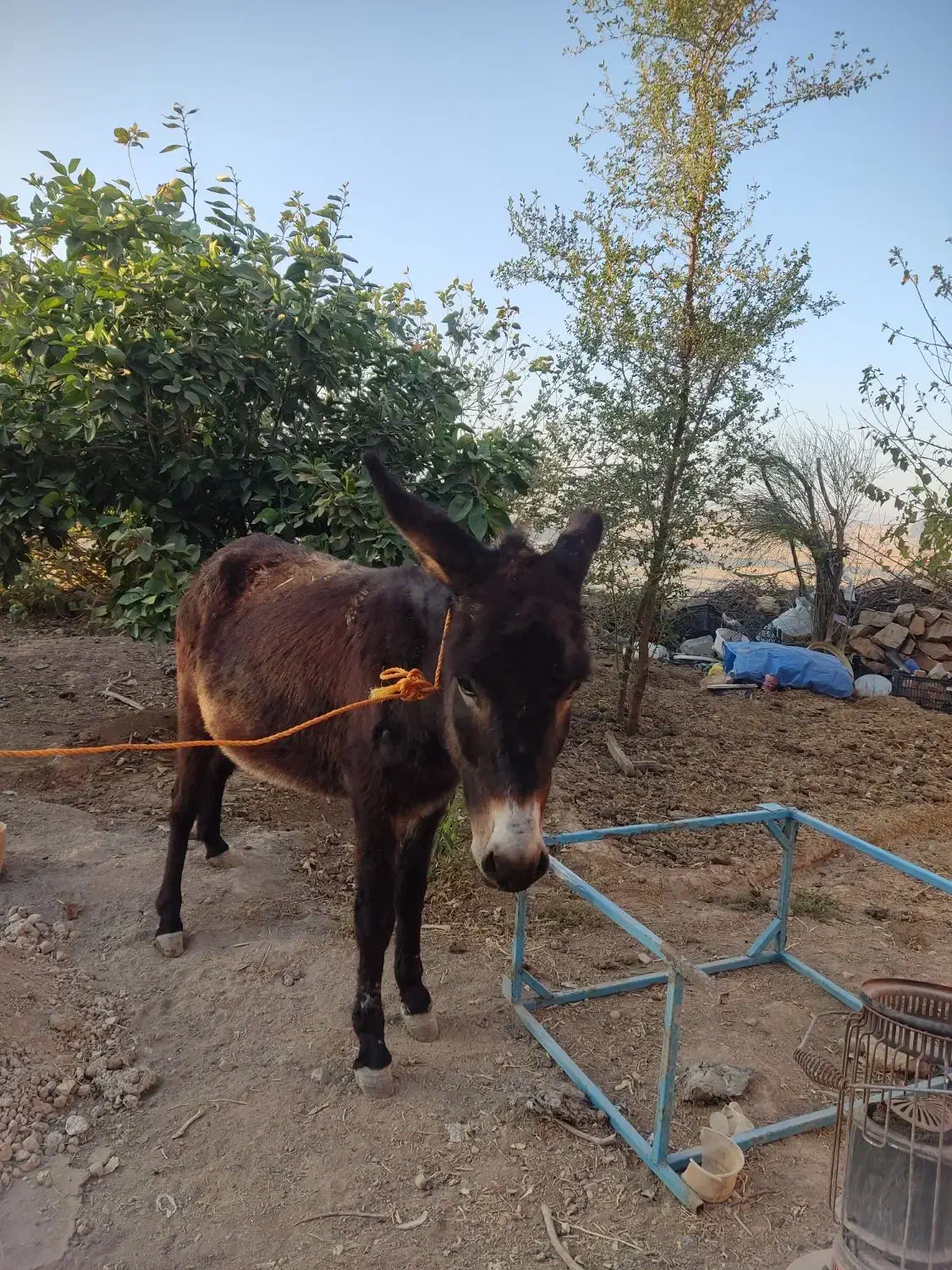 الاغ ماده جوان|حیوانات مزرعه|دهدشت, |دیوار