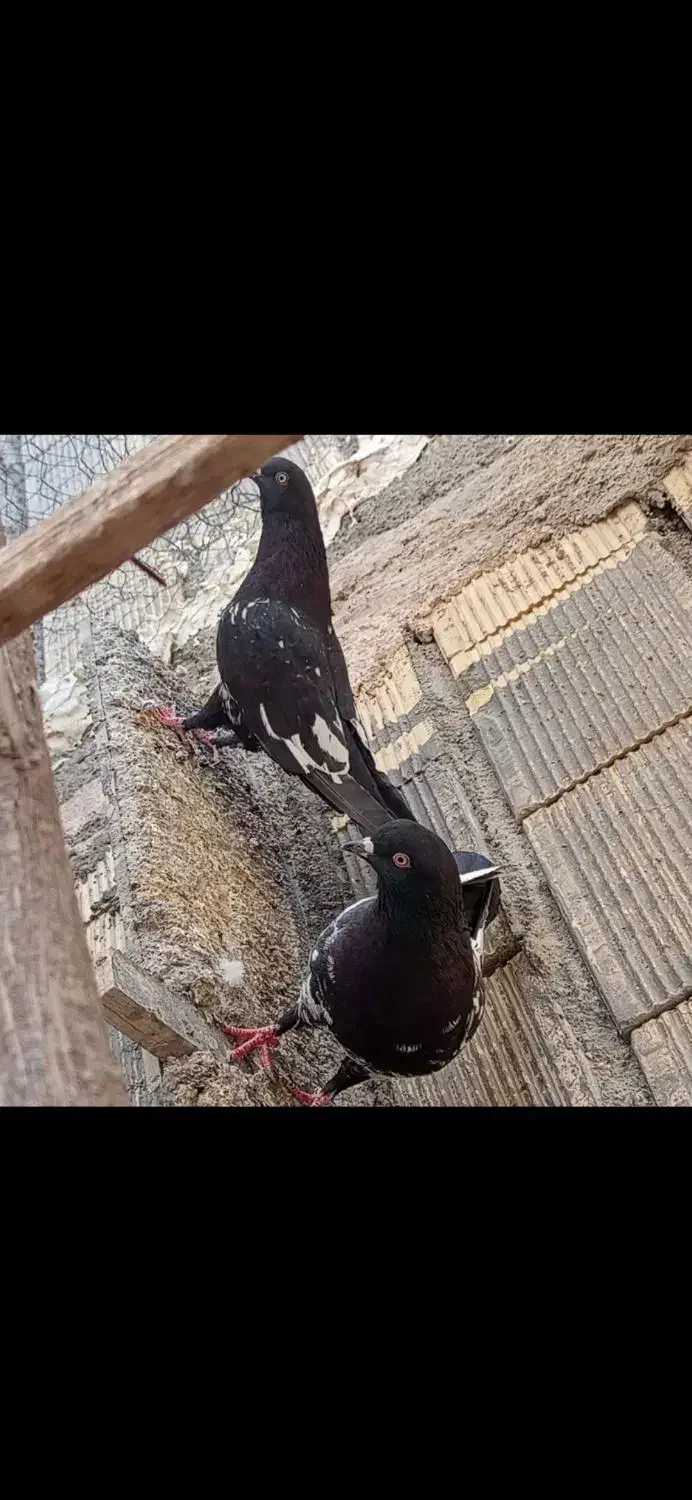 سلام دوستان عشق باز ده تا کبوتر بی عیب و نقص|پرنده|شهرضا, |دیوار