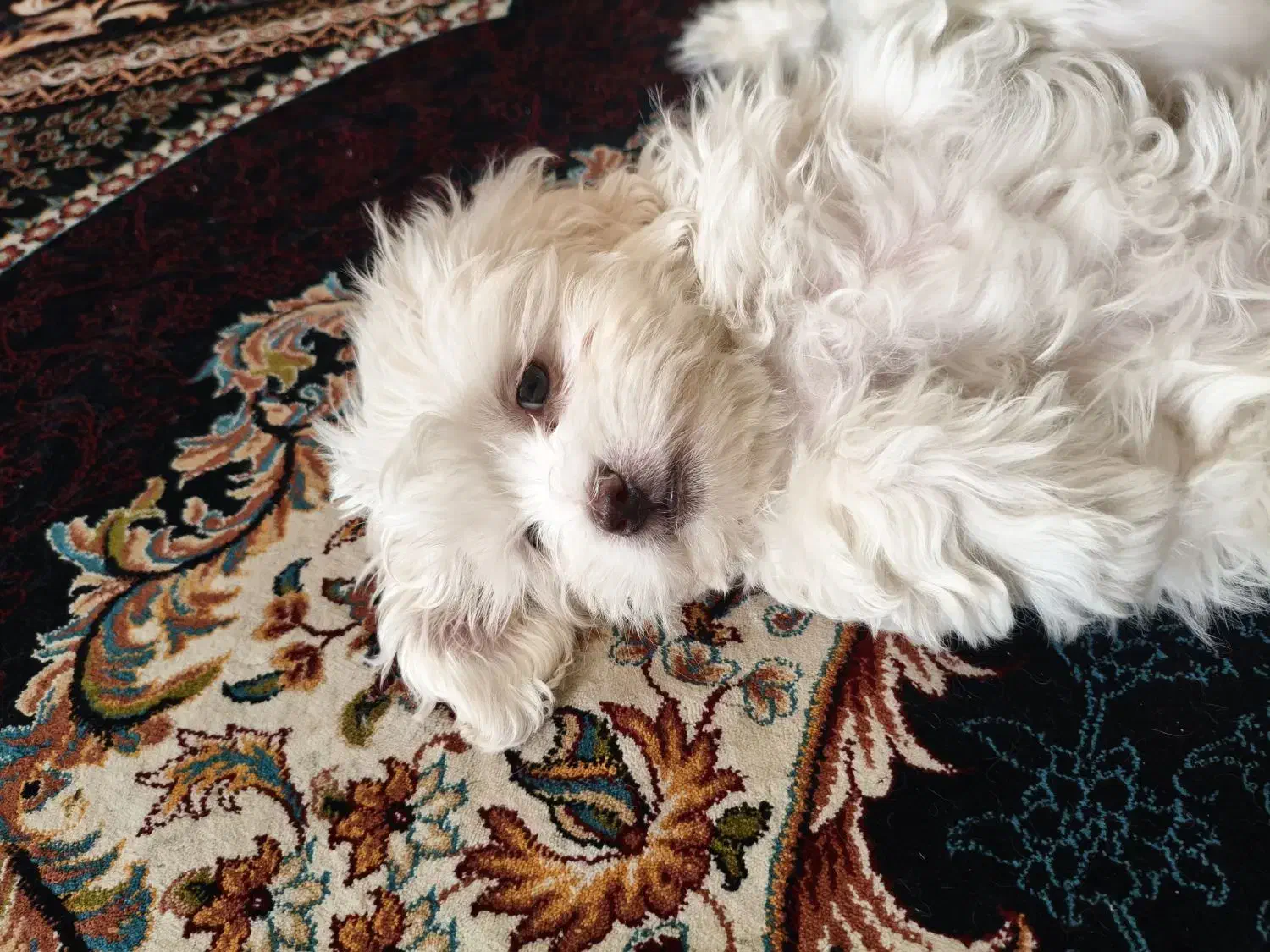 حیوان خانگی سگ|سگ|بم, |دیوار