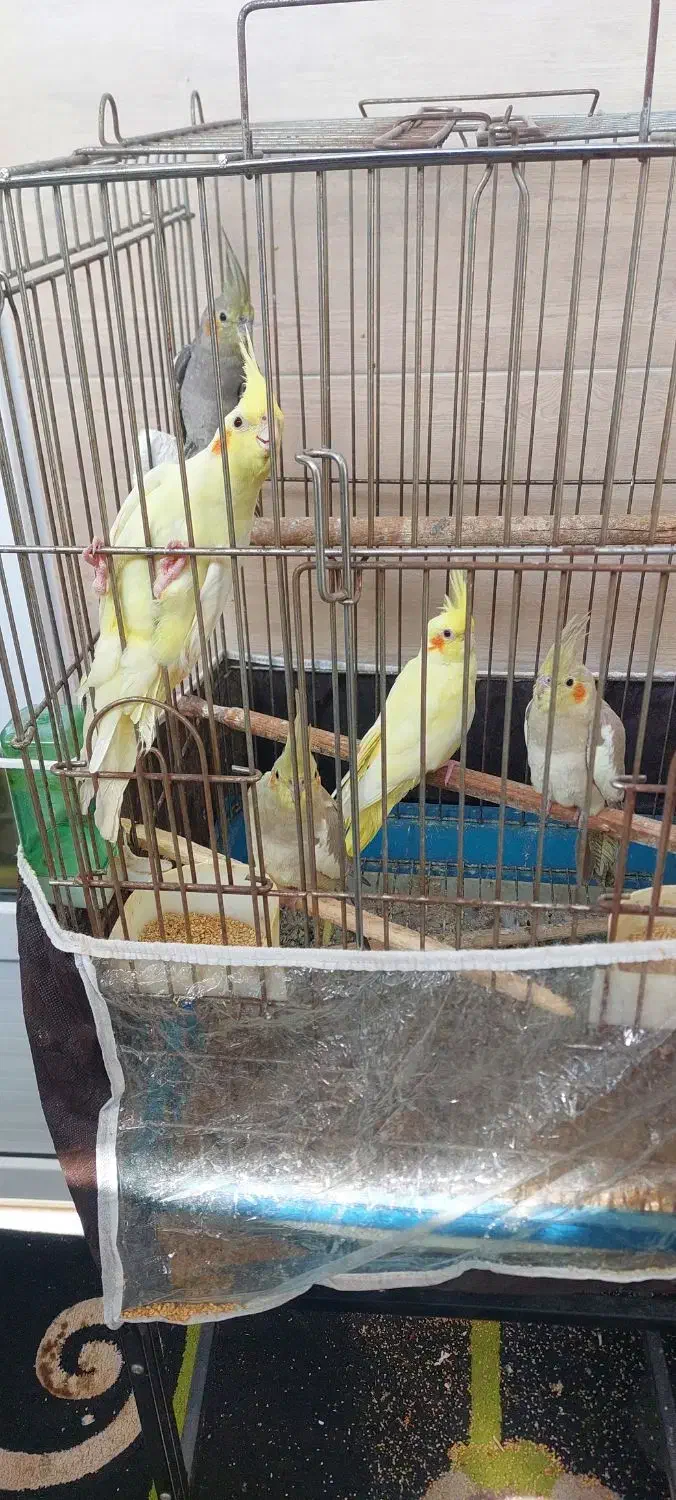 عروس هلندی|پرنده|رشت, فرزانه|دیوار