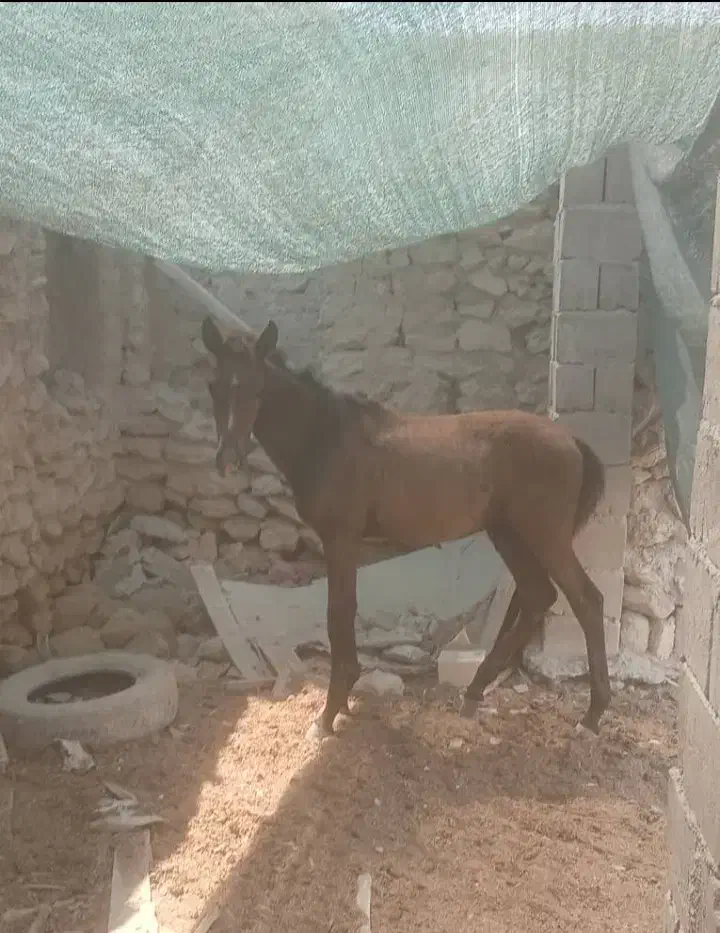 اسب|اسب و تجهیزات اسبسواری|قشم, |دیوار