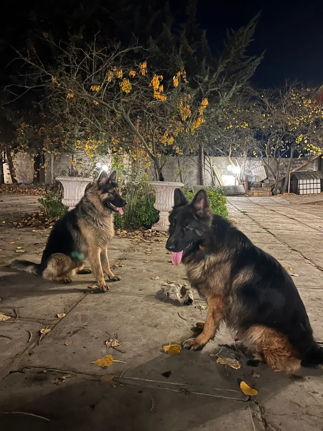 ژرمن اصلی و‌ ورک ژرمن|سگ|کلاردشت, |دیوار