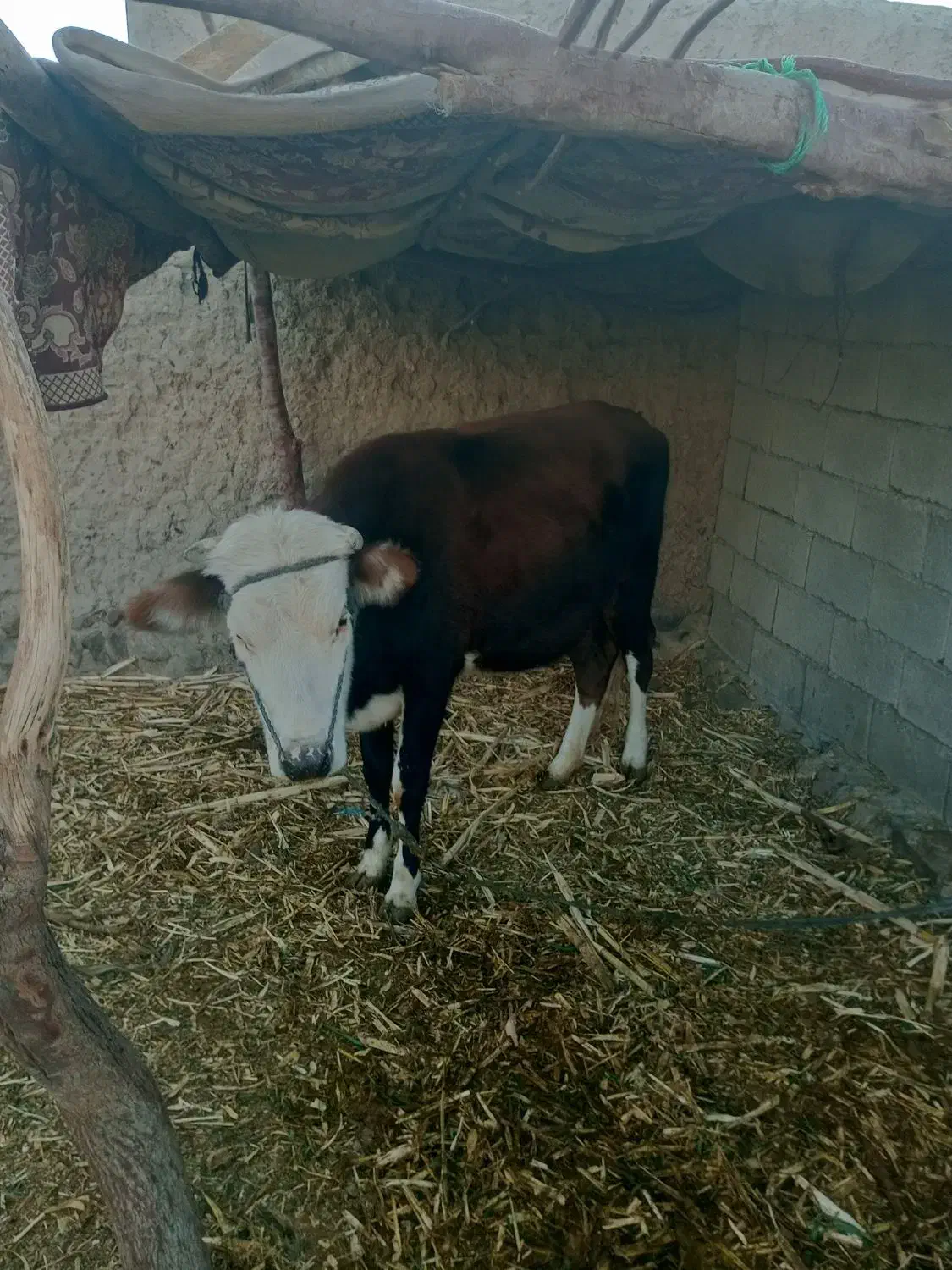 کوک بهای خوب|حیوانات مزرعه|بیرک, |دیوار