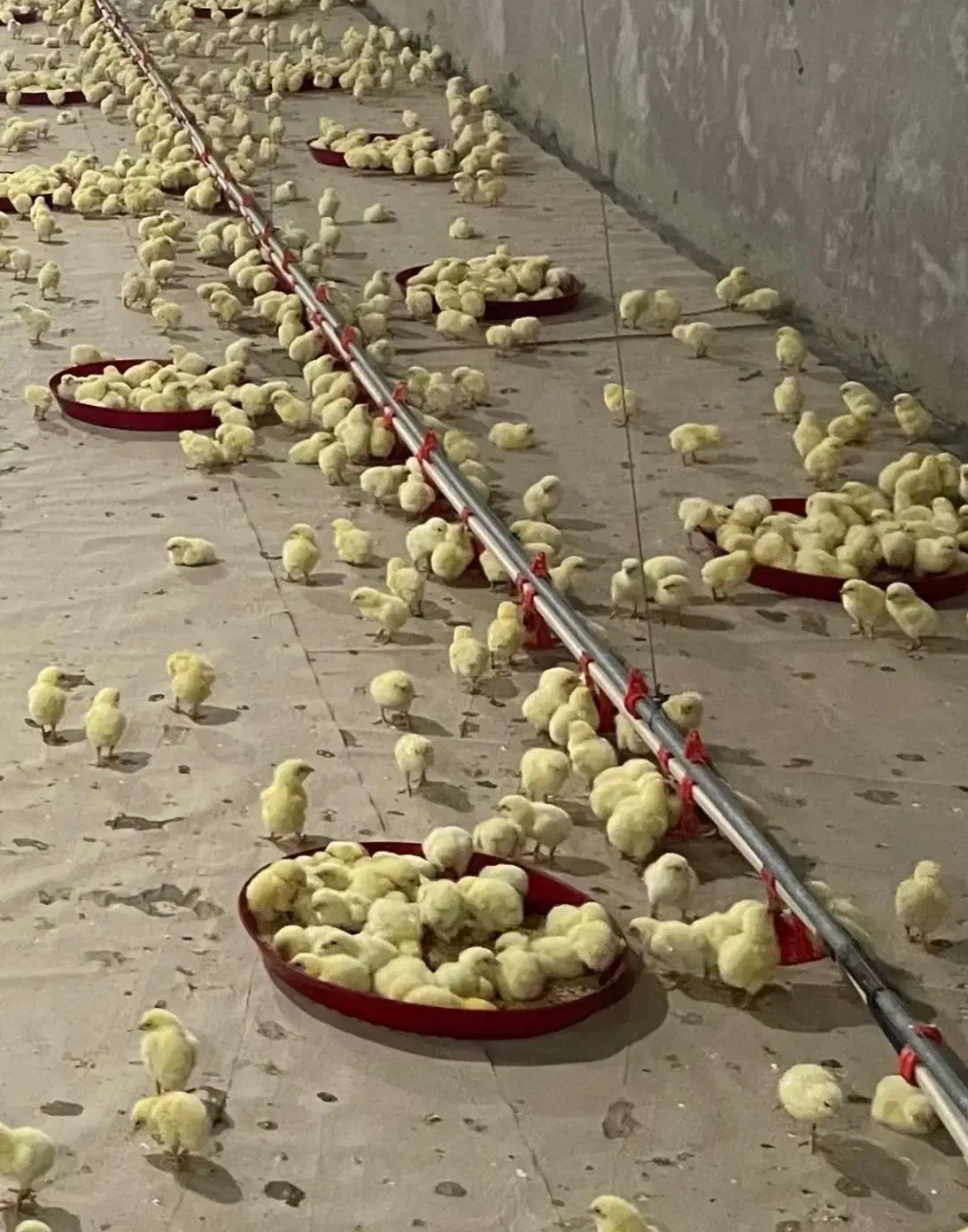 یه یک کارگر جهت کار درمرغداری نیازمندیم|استخدام صنعتی، فنی، مهندسی|مریوان, |دیوار