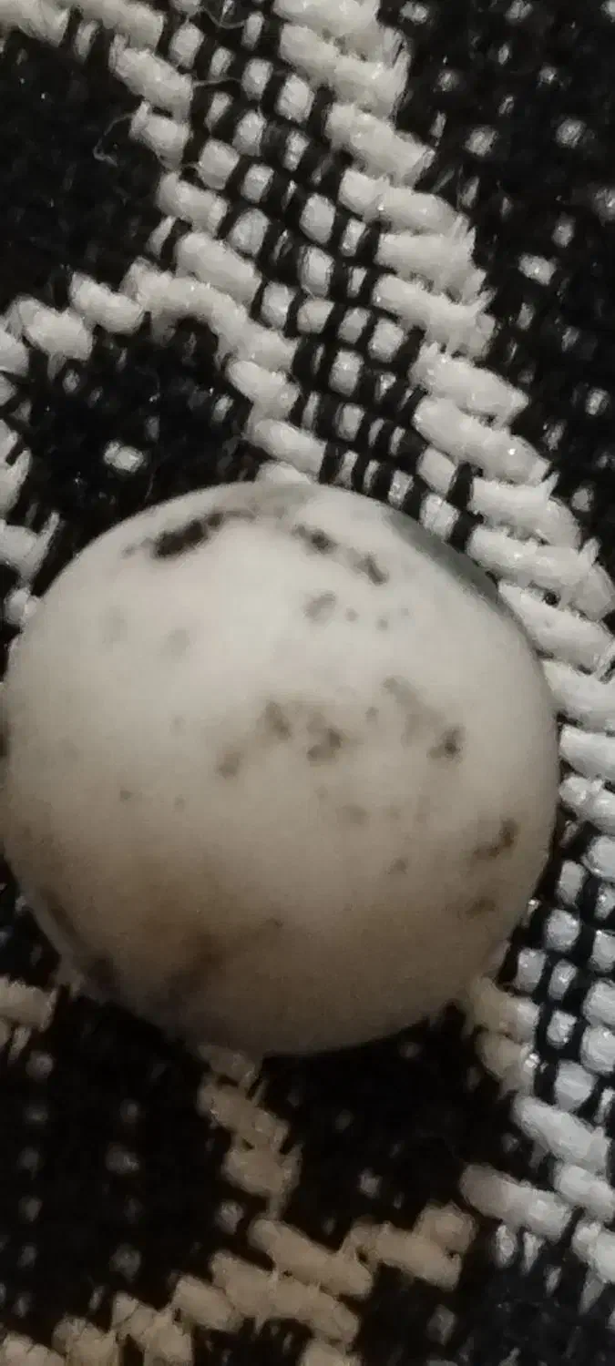 الماس اسیاب|جواهرات|گلستان (تهران), |دیوار