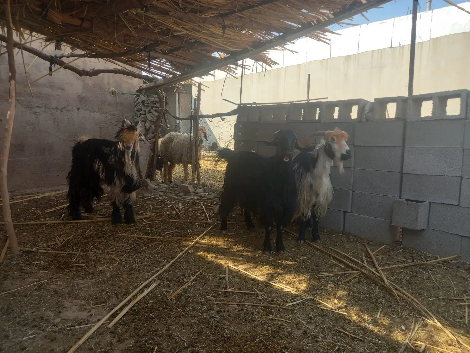 بز داشتی آبستن|حیوانات مزرعه|شوشتر, |دیوار