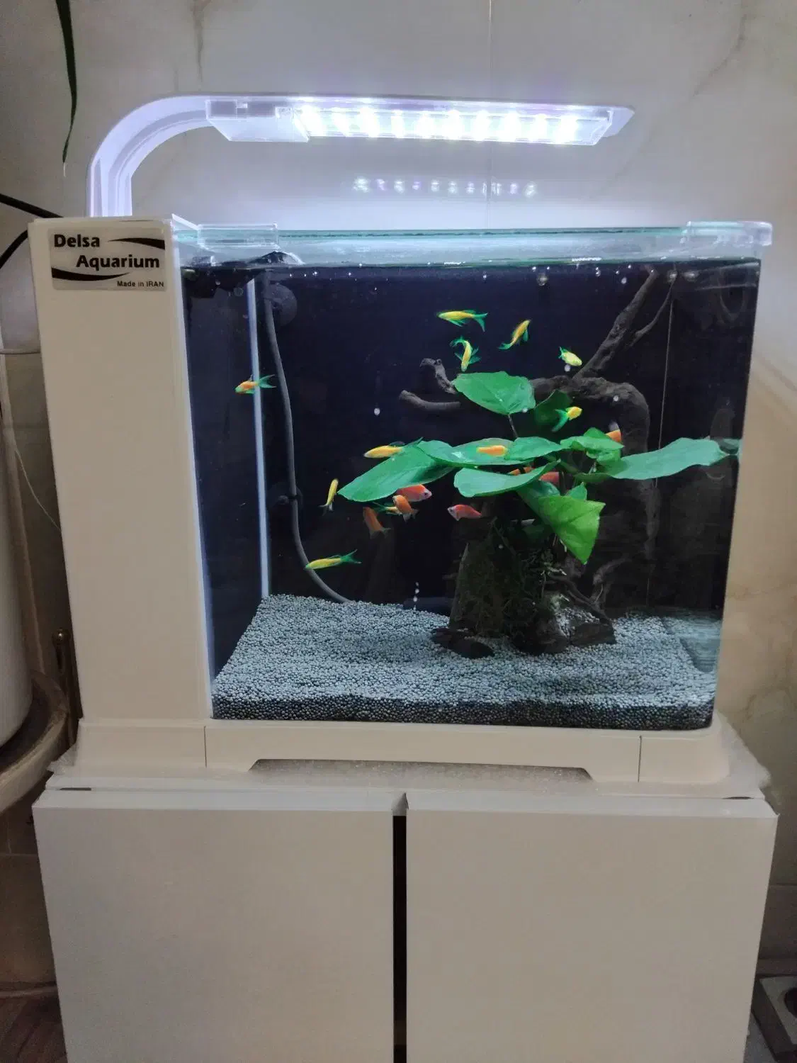 آکواریوم ،هدیه خاص واسه روز زن و روز مادر|ماهی|نیشابور, شریعتی|دیوار