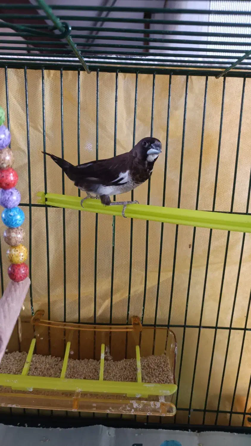 فنچ بنگالی نر|پرنده|مشهد, شهرک ابوذر|دیوار