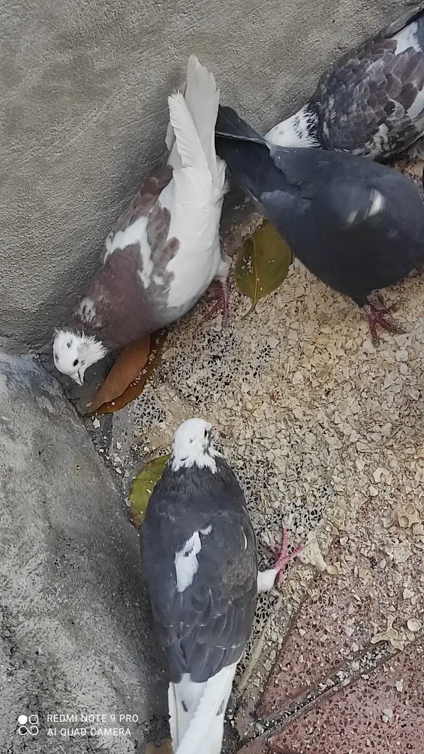 کبوتر معلقی|پرنده|یاسوج, |دیوار