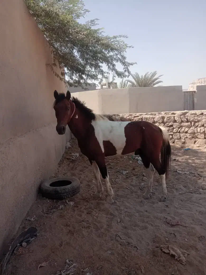 اسب ارام|اسب و تجهیزات اسبسواری|قشم, |دیوار