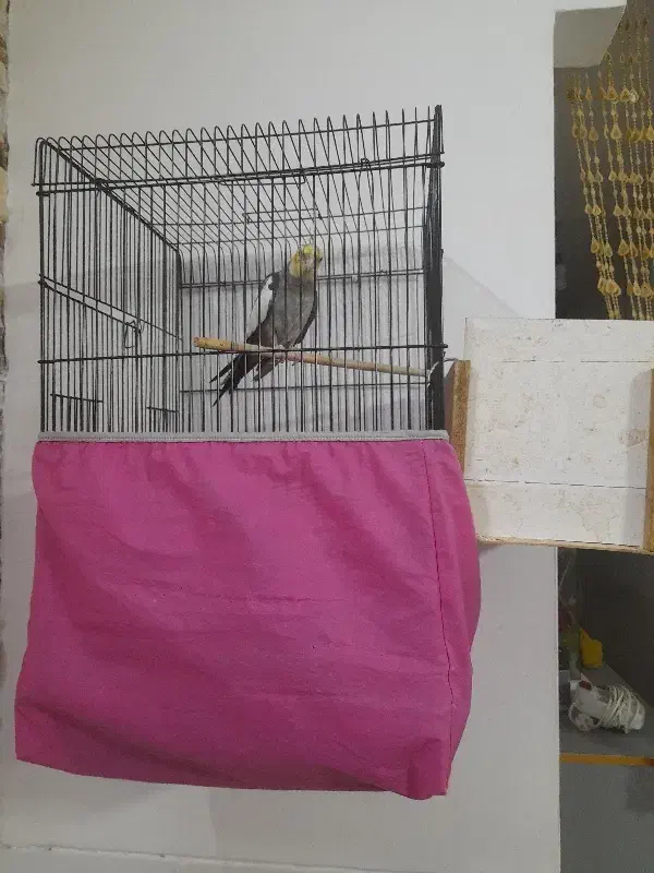 عروس هلندی|پرنده|حمیدیا, |دیوار