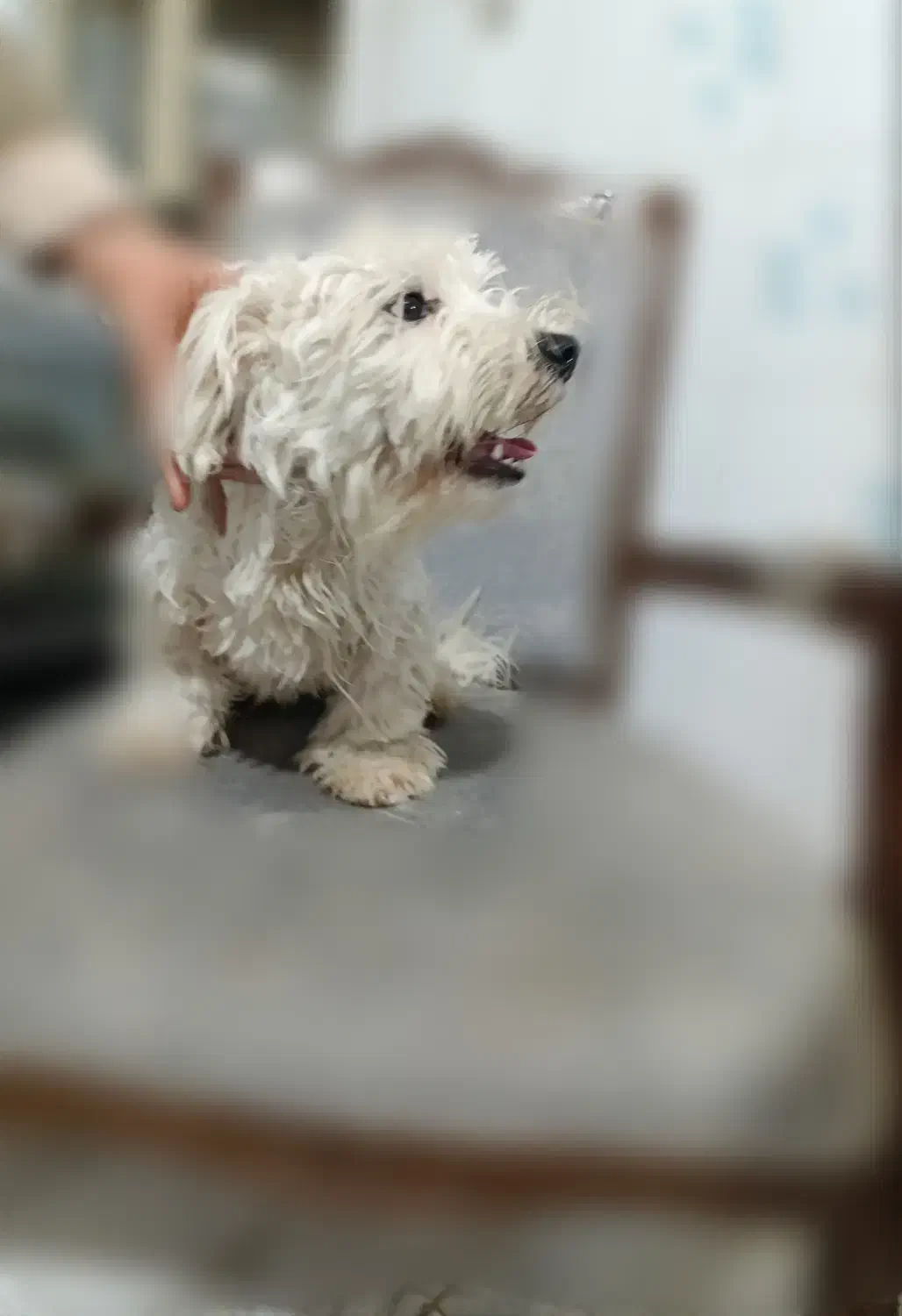 توله ۳ماهه رایگان|سگ|قزوین, |دیوار