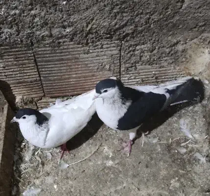 شامی وساده چپ و خال سر|پرنده|علیآباد کتول, |دیوار