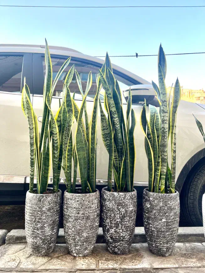 سانسوریا ابلغ. ابلق.گل آپارتمانی|گل و گیاه طبیعی|کرج, گلشهر|دیوار