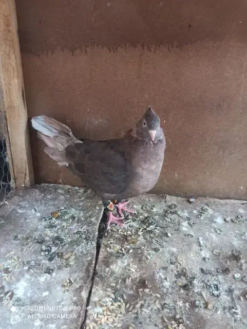 کبوتر نر|پرنده|اردکان, |دیوار