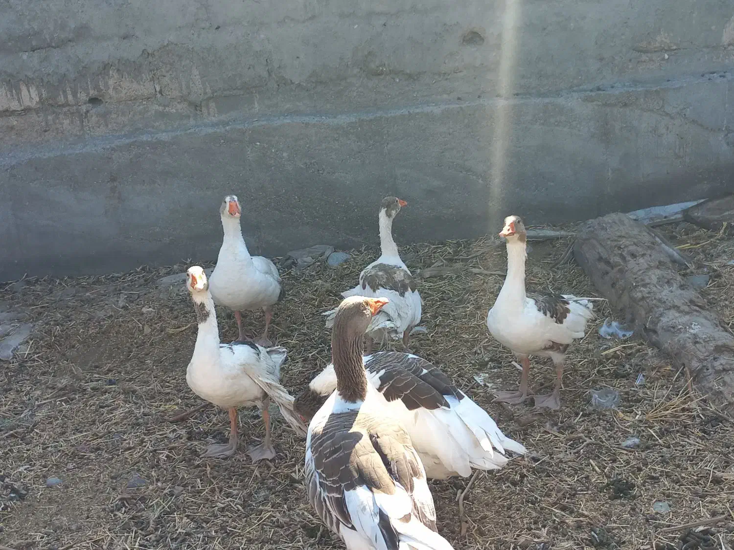 غازبا جوجه و مرغ لاری.رودان|حیوانات مزرعه|بندرعباس, |دیوار