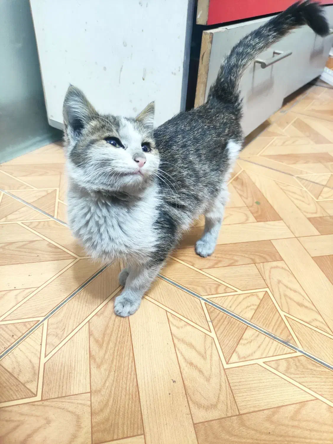 گربه|گربه|تبریز, |دیوار