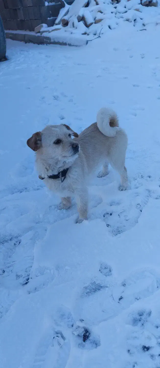 سگ خانگی|سگ|گلپایگان, |دیوار
