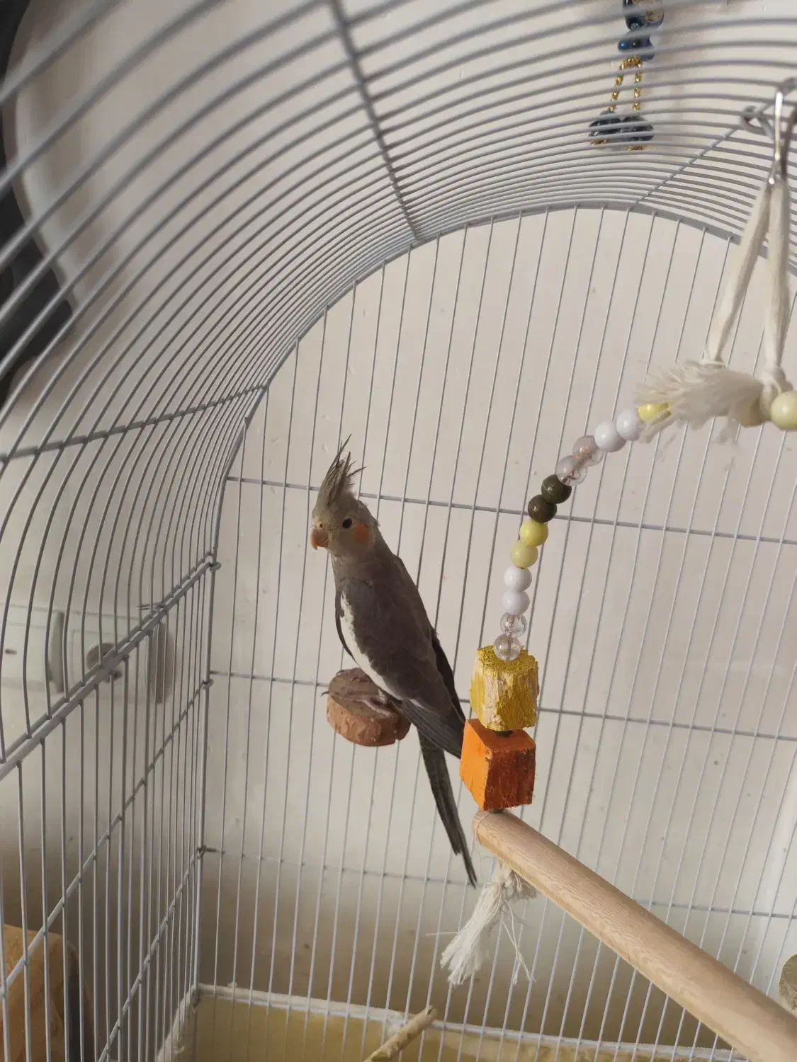 عروس هلندی نر ۵ ماهه|پرنده|فولادشهر, مسکن مهر فولادشهر|دیوار