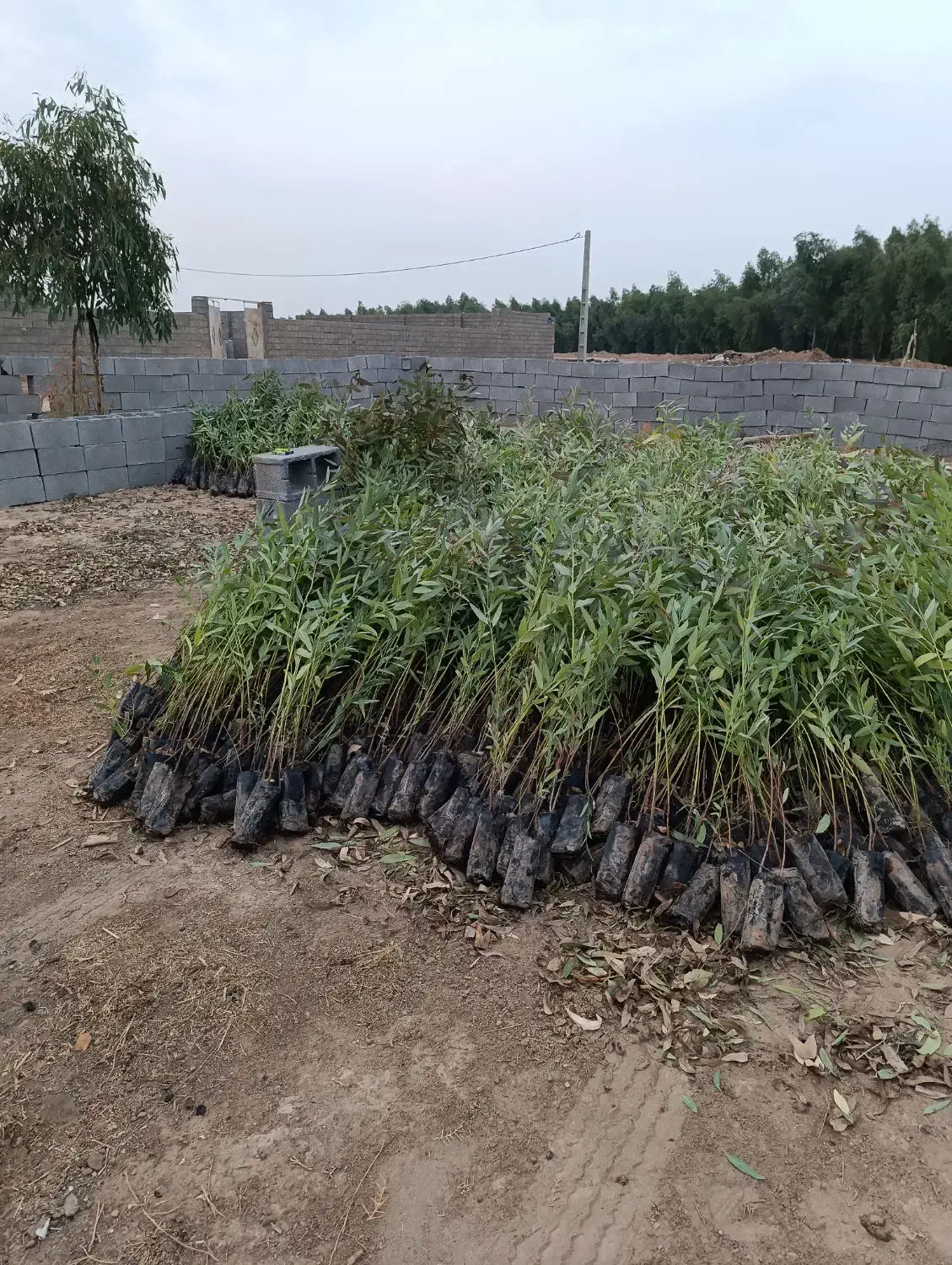 نهال اکلاپتوس تنه قرمز زود رس|گل و گیاه طبیعی|شوش, |دیوار