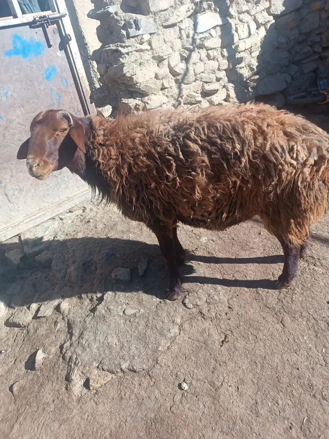 بره نر سالم به شرط هم برای قصابی وهم برای نگهداری|حیوانات مزرعه|ملایر, |دیوار