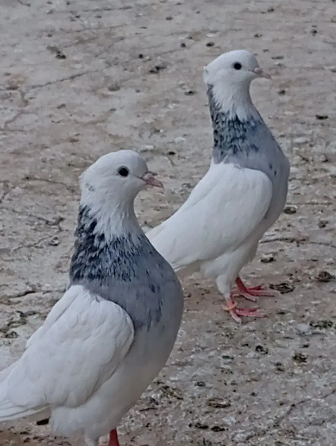 کفتر طوقی|پرنده|ساوه, |دیوار