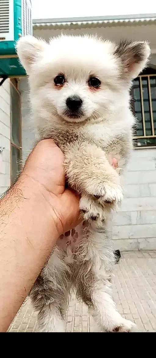 توله سگ پامر نر و ماده ۲ ماهه سالم و بازیگوش|سگ|ابهر, |دیوار