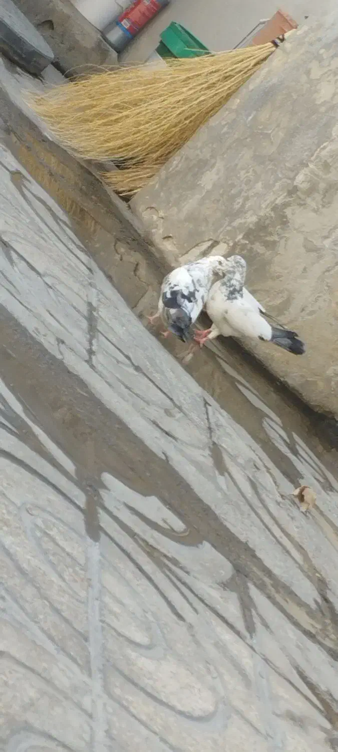 کبوتر|پرنده|ملایر, |دیوار