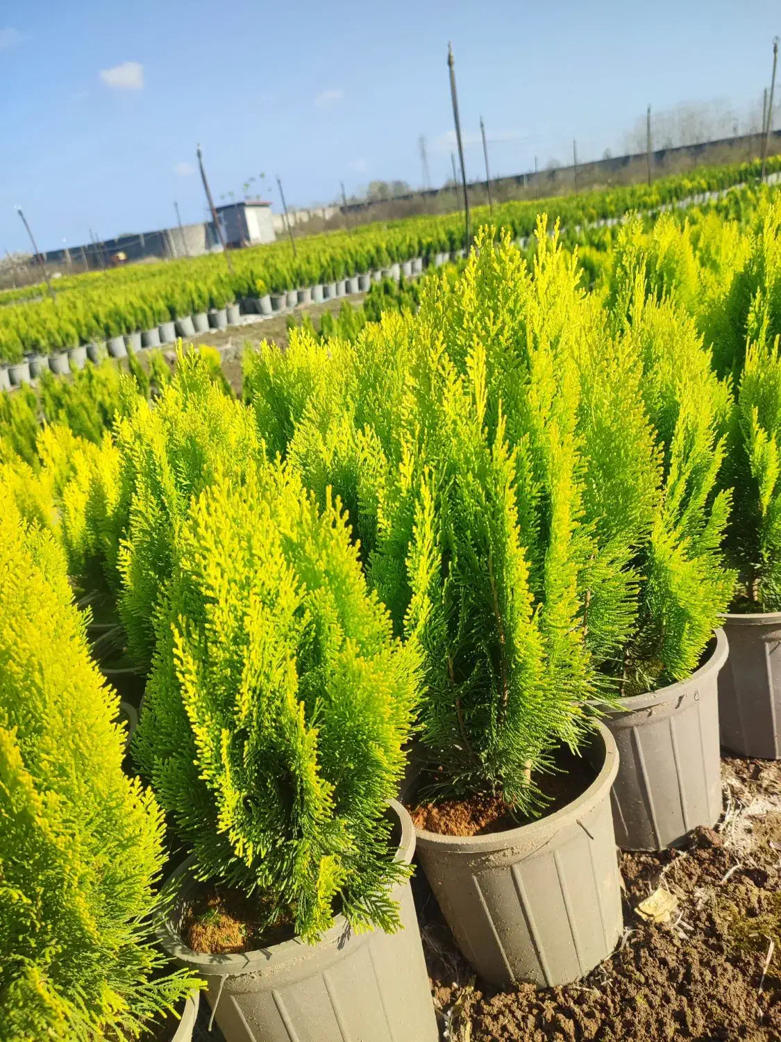 کاج کامیس نوکدار زعفرانی سبز سرطلا سایز۴|گل و گیاه طبیعی|آستانه اشرفیه, |دیوار