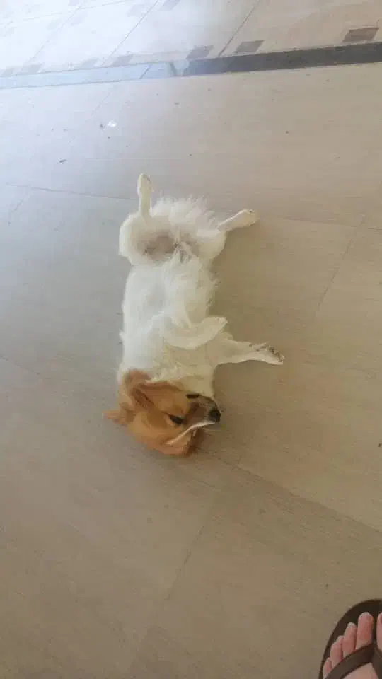 سگ گم شده|حیوانات|بوشهر, |دیوار