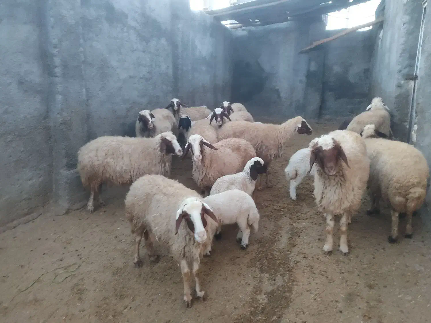 گوسفند سنجابی|حیوانات مزرعه|روانسر, |دیوار