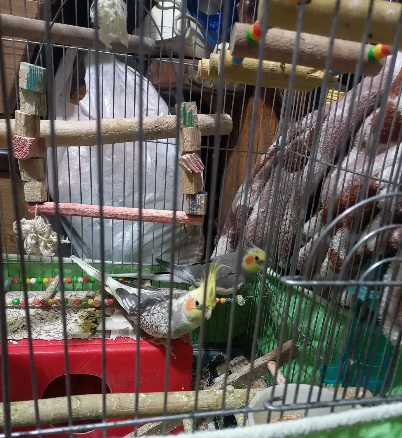 عروس هلندی|پرنده|الوند, |دیوار