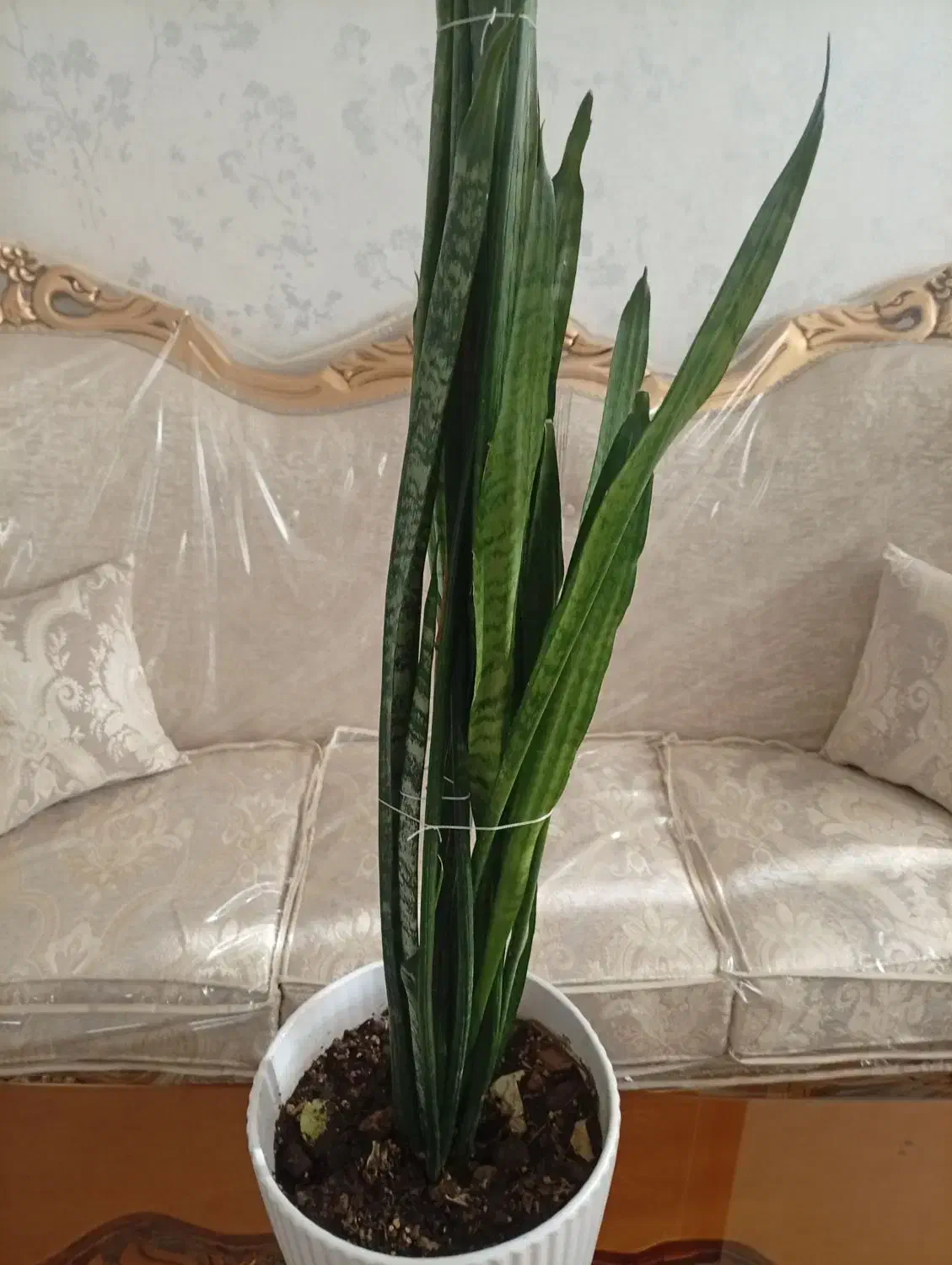 گل طبیعی|گل مصنوعی|مشهد, موسوی قوچانی|دیوار