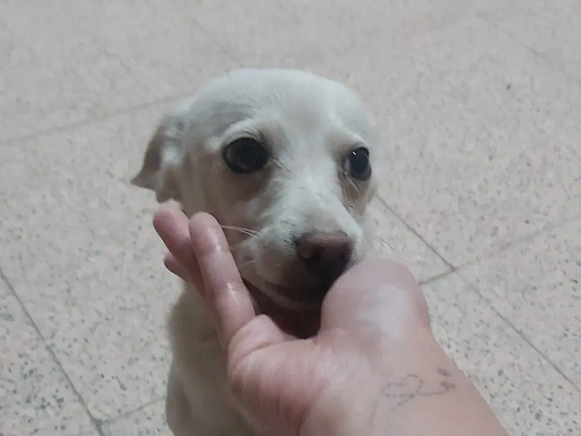 واگذاری سگ|سگ|رفسنجان, |دیوار