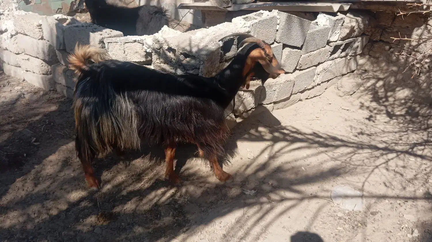 بز با کهره نر بزرگ|حیوانات مزرعه|سعدآباد, |دیوار