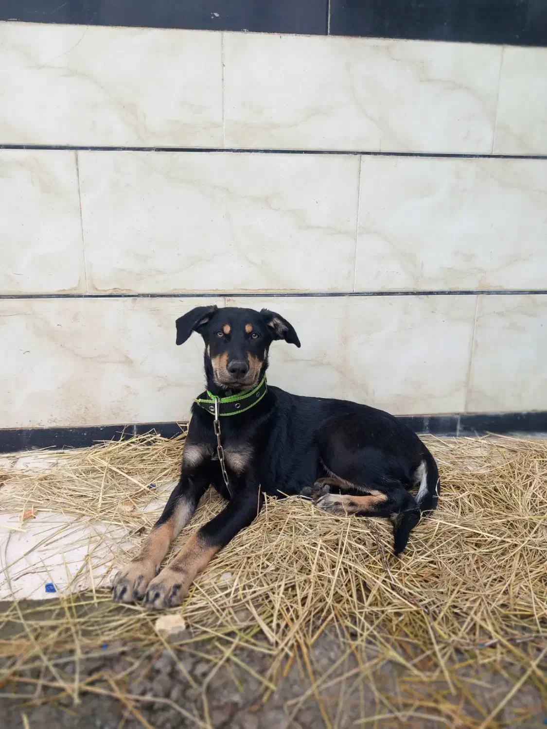 توله 3ماهه چهار چشم دوبرمن|سگ|تالش, هشتپر|دیوار