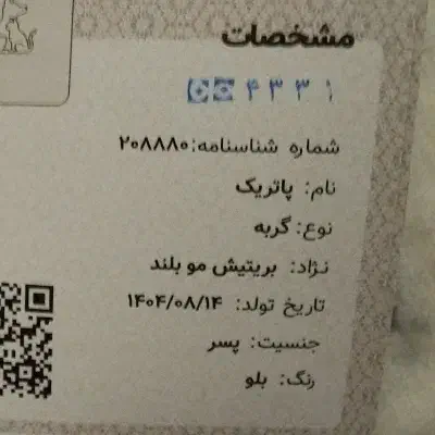 گربه نر بیریتیش|گربه|اصفهان, خانه اصفهان|دیوار