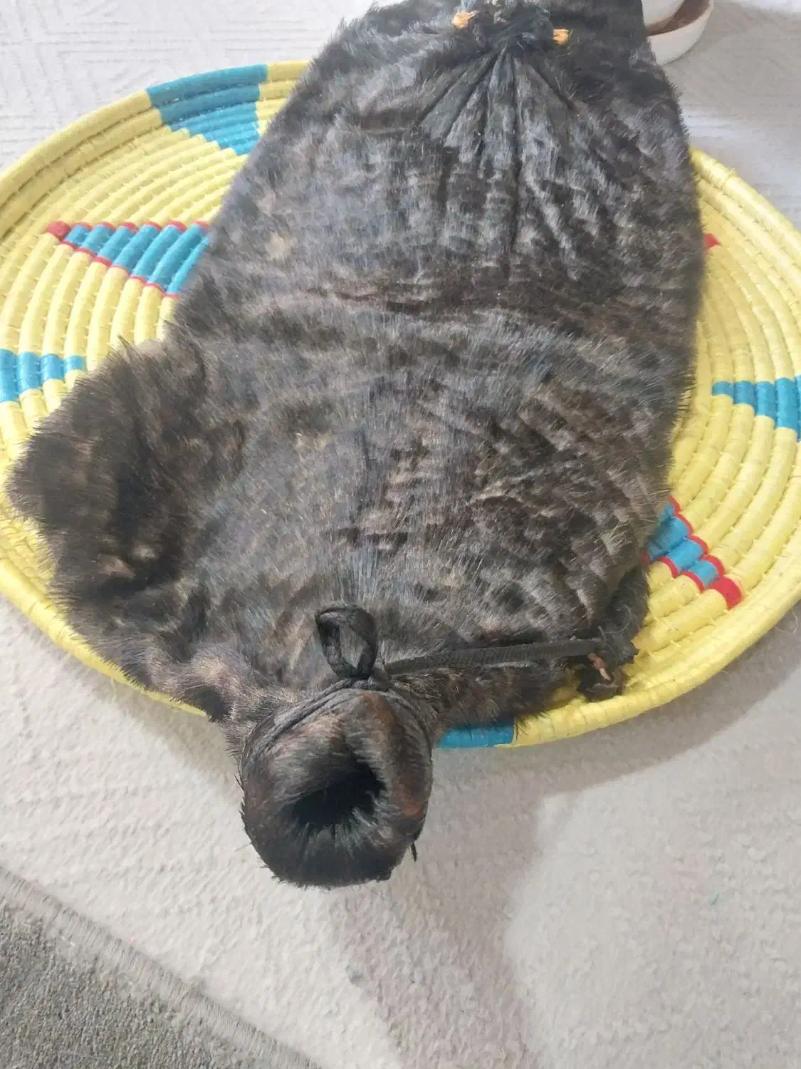 خیگ بزرگ|صنایع دستی و سایر لوازم تزئینی|ایذه, |دیوار