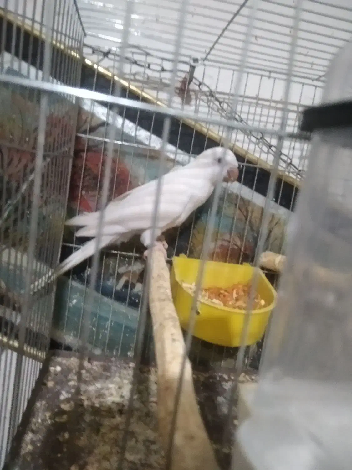 راهب نر تضمینی|پرنده|ارومیه, |دیوار