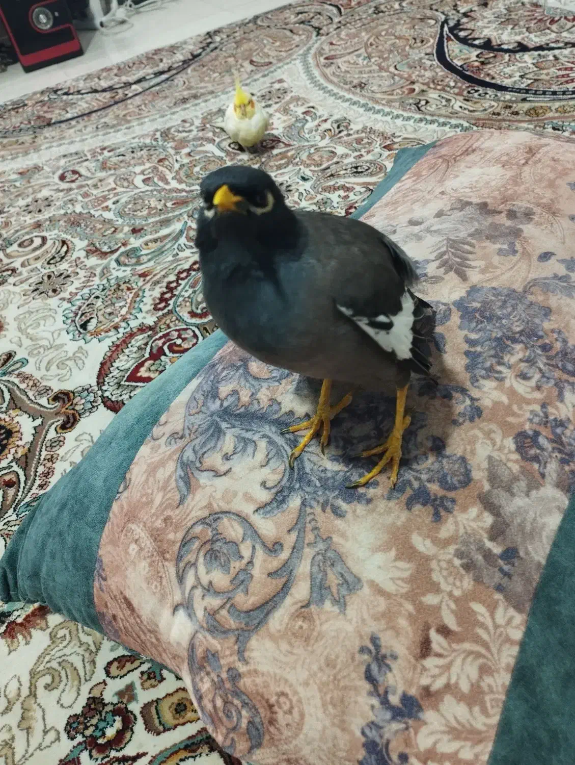 فروش مرغ مینا سخن گو|پرنده|باقرشهر, |دیوار