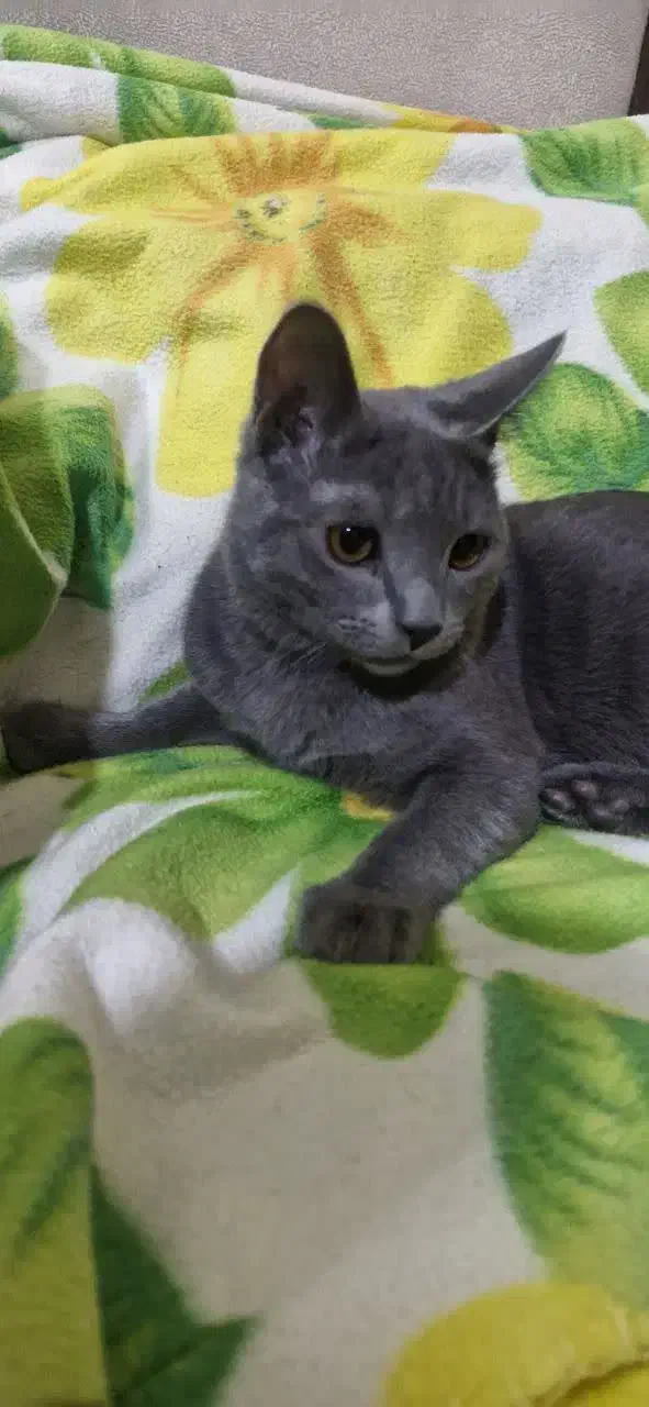 اسکاتیش|گربه|مشهد, تربیت (صدف)|دیوار