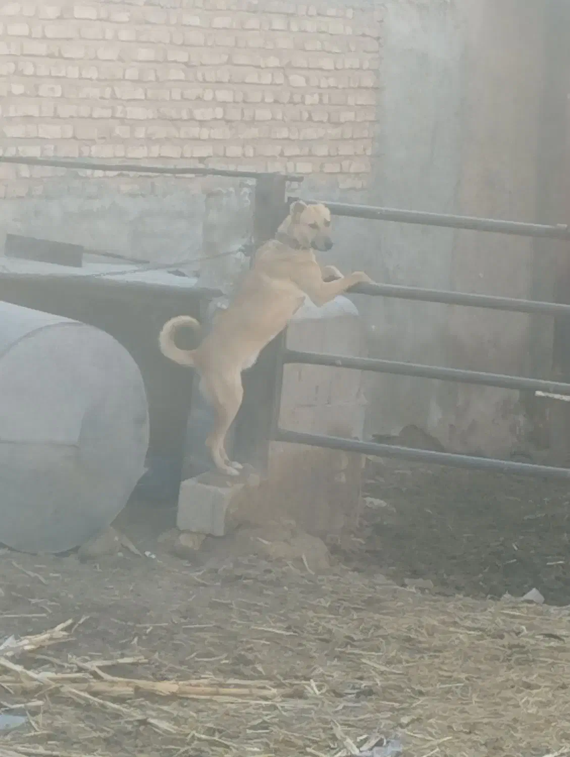 واگذاری|سگ|شیراز, داریون|دیوار