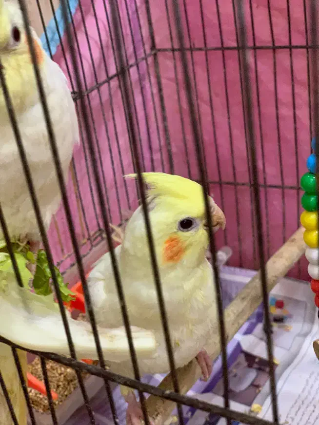 عروس هلندی دست اموز جوجه|پرنده|رشت, باهنر|دیوار