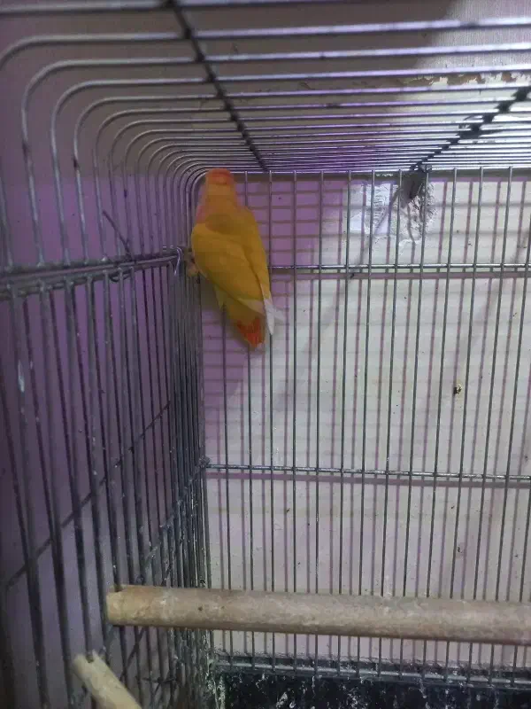 جوجه اوپال شاه تخم|پرنده|تهران, جوادیه|دیوار