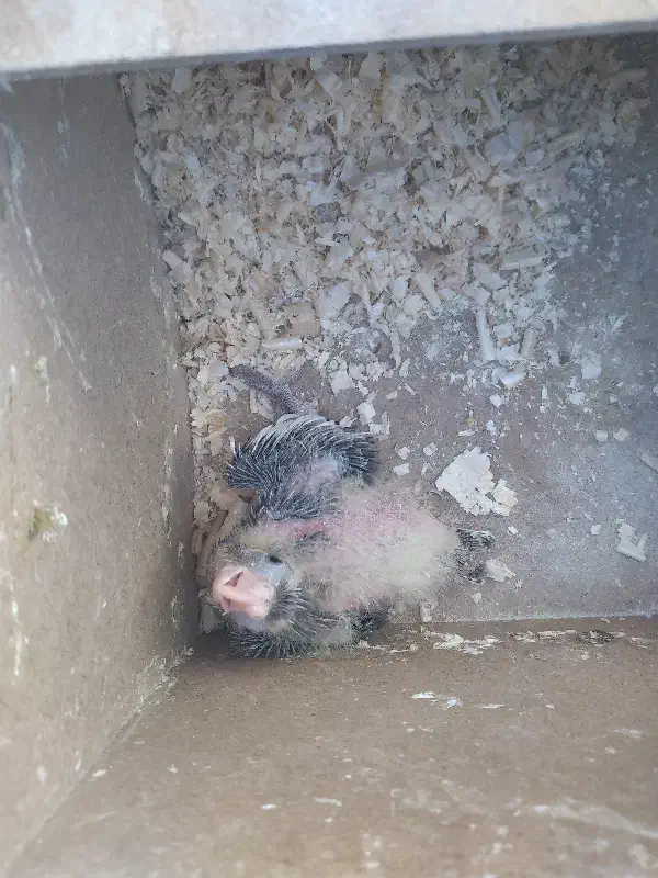 گمشده|حیوانات|اهواز, پردیس دو|دیوار